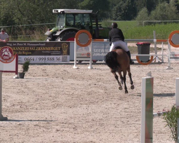 Springturnier Seewalchen 2025