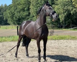broodmare Lupine 45 (Hanoverian, 2013, from Likoto xx)