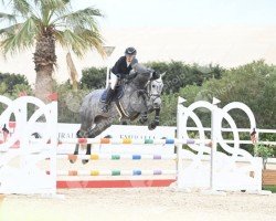 Springpferd Dior Vernis (Schwedisches Warmblut, 2018, von Diarado)