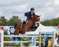 Zuchtstute Nauwsika van de Pereboom (Belgisches Warmblut, 2013, von Thunder van de Zuuthoeve)