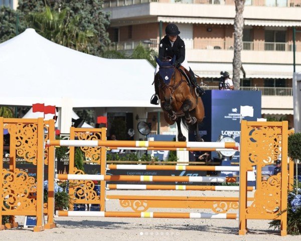 jumper Ludovico (KWPN (Royal Dutch Sporthorse), 2016, from Action-Breaker)
