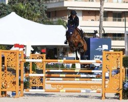 Springpferd Ludovico (KWPN (Niederländisches Warmblut), 2016, von Action-Breaker)