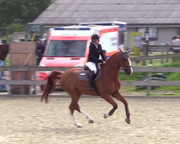 Reitturnier Niebüll 2025