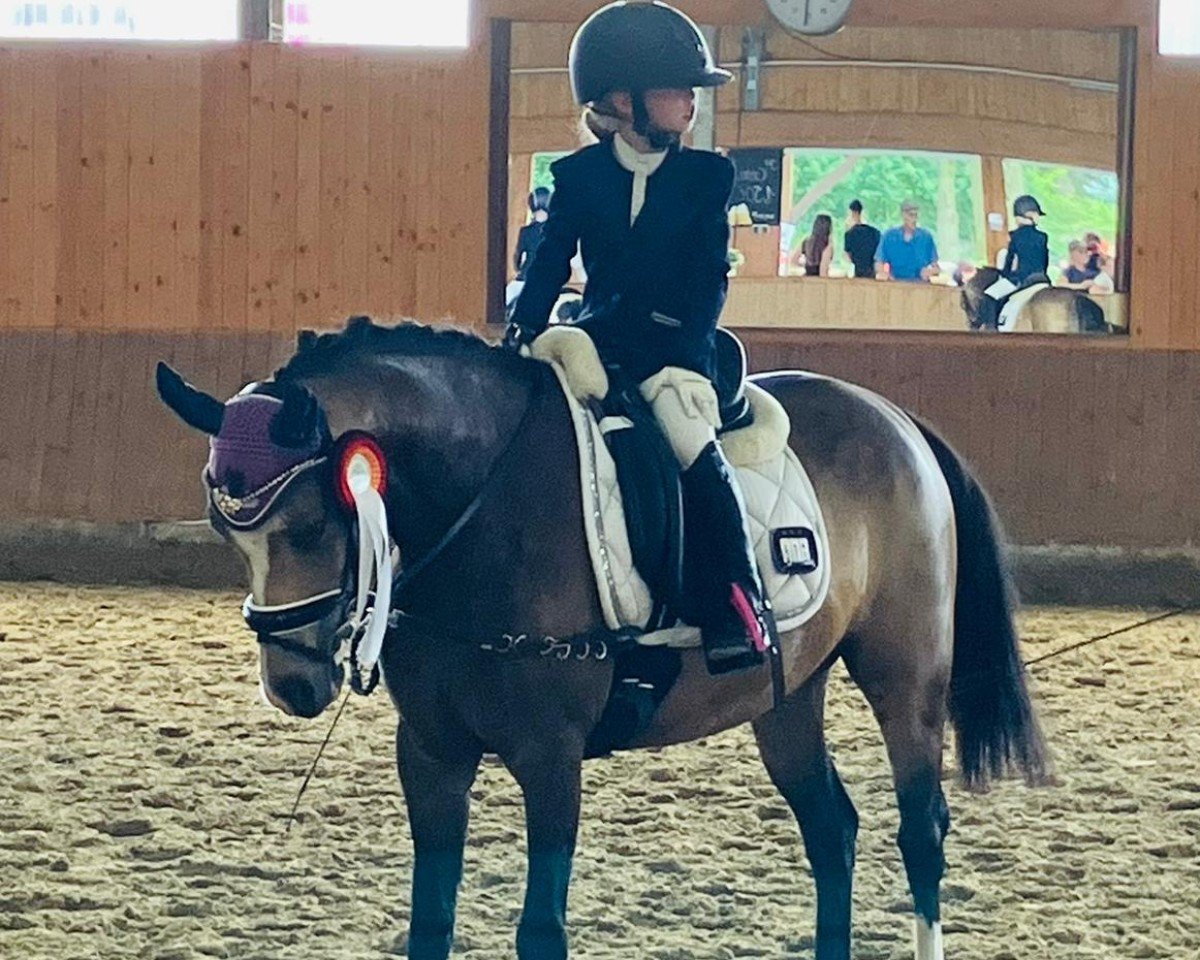broodmare Leherfelds Be my Rockabella (German Riding Pony, 2019, from Petit Rock the Moment)