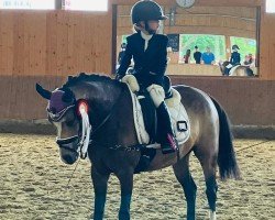 broodmare Leherfelds Be my Rockabella (German Riding Pony, 2019, from Petit Rock the Moment)