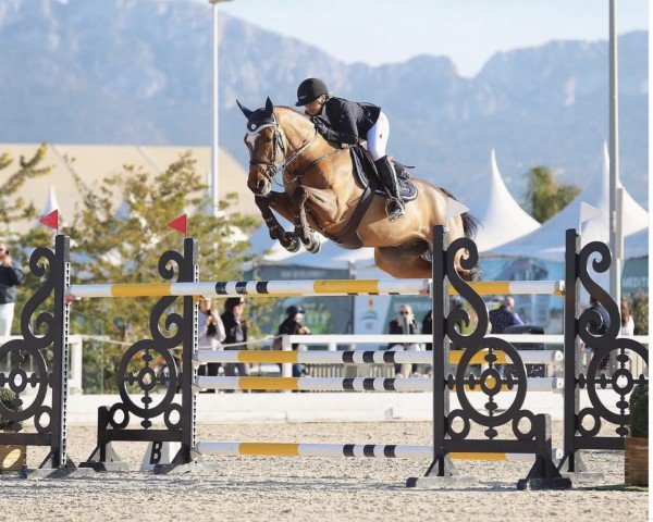jumper Valeur Devavite Z (Zangersheide riding horse, 2011, from Va-Vite)