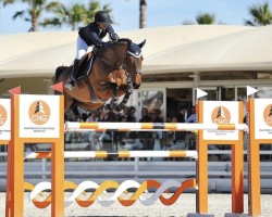 jumper Aspen Allen (Oldenburg show jumper, 2011, from Diarado)