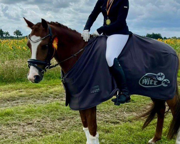 dressage horse Leherfelds Nogger Choc (German Riding Pony, 2020, from Neverland WE)