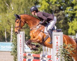 eventing horse Etoile d'Haskar (German noble blood horse, 2020, from Haskar del Chapulin AA)