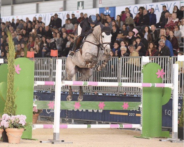 jumper Cso Kwik (KWPN (Royal Dutch Sporthorse), 2007, from King Kolibri)