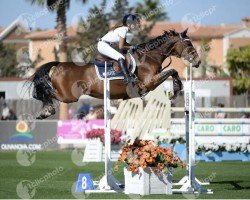 jumper Wanne Haves (KWPN (Royal Dutch Sporthorse), 2003, from Karandasj)
