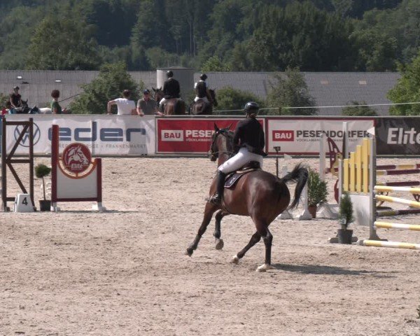 Springturnier Seewalchen 2025