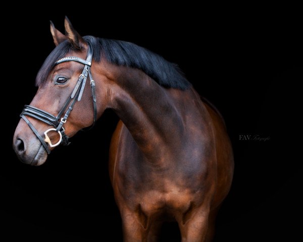 jumper Aramis WS (Westphalian, 2007, from Amageddon 11)