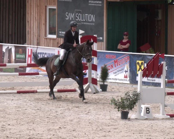 Springturnier Seewalchen 2025
