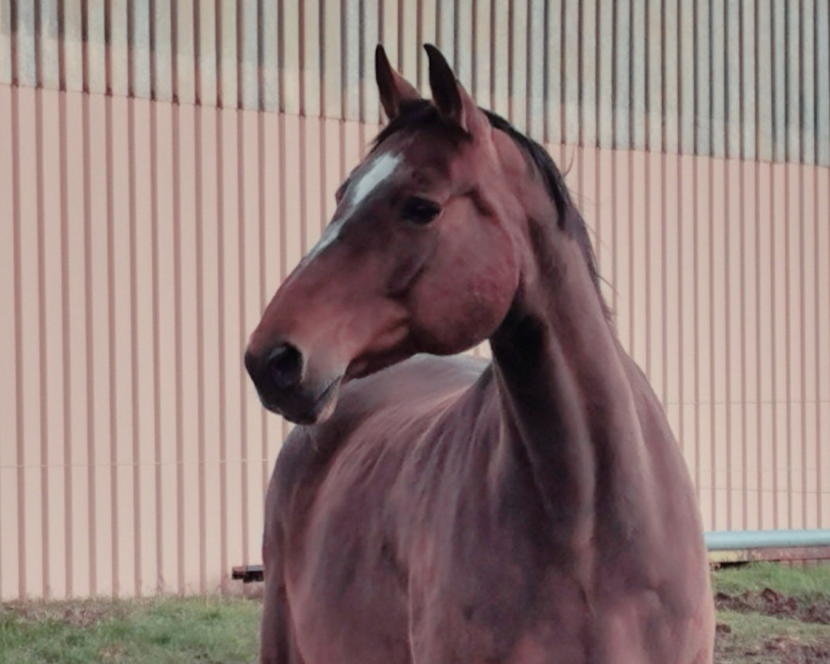 broodmare Ruminuschka (Oldenburg, 2001, from Landor S)