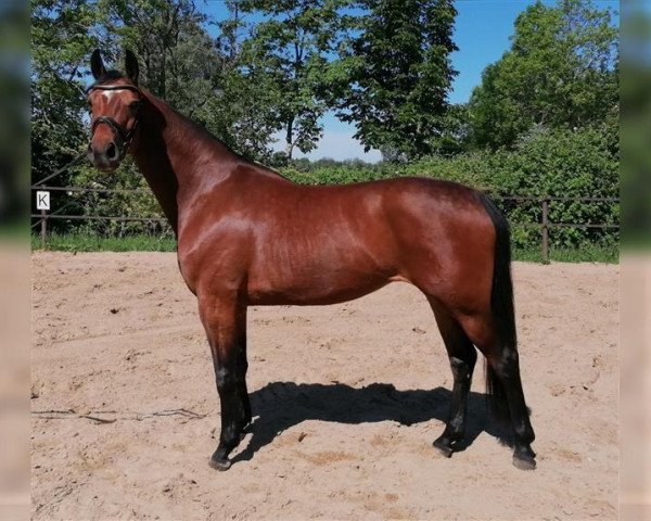 horse Danciera (Hanoverian, 2016, from Dancier)
