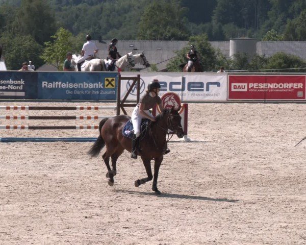 Springturnier Seewalchen 2025