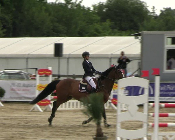 Reitturnier Neustadt/Dosse 2025