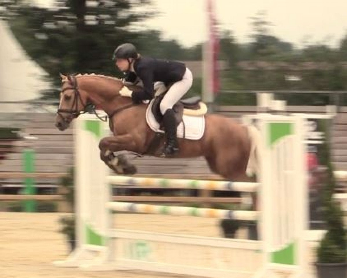 Springpferd Chefassistent (Deutsches Reitpony, 2010, von Top Champy)