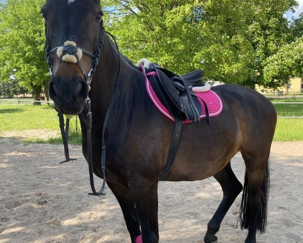 broodmare B-Lady W (Holsteiner, 2009, from Lasino)