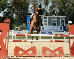 jumper Contara 13 (Holsteiner, 2009, from Cancara)