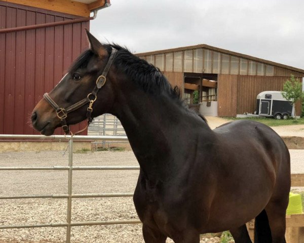broodmare Go Cross (Trakehner, 2015, from Gorbatschow)