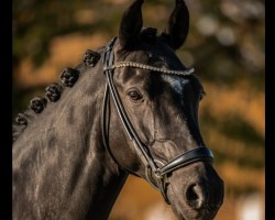 Dressurpferd Daddys Money Breaker (Deutsches Reitpony, 2013, von Dornik B)
