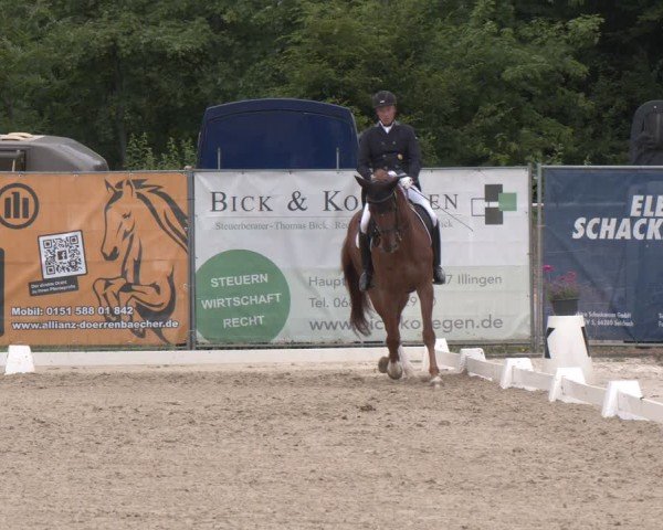 Reitturnier Heiligenwald 2025