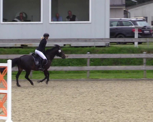 Reitturnier Niebüll 2025