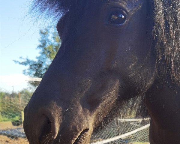 broodmare Sissi (Shetland Pony, 2018, from Marco von Obernissa)
