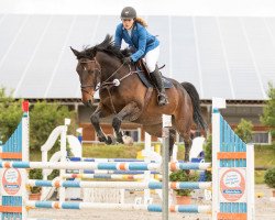 jumper Quartz Hero (Zangersheide riding horse, 2010, from Quartz Adelheid Z)
