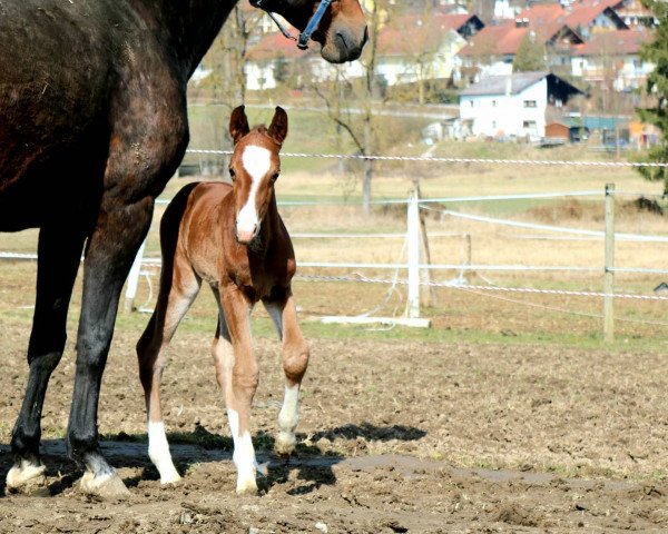 Pferd Captain Dramatic MS (Bayer, 2021, von Captain Romantic DS)
