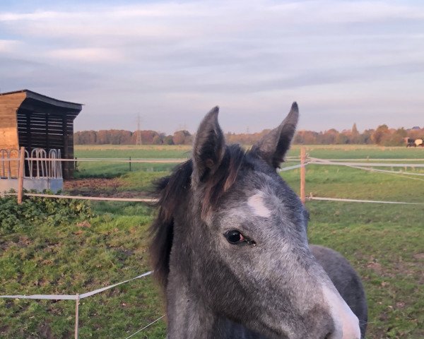 broodmare United (Holsteiner, 2021, from Clarimo Ask)
