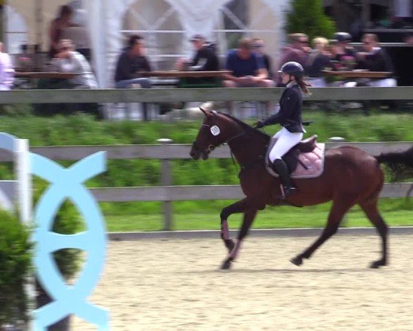 Reitturnier Niebüll 2025
