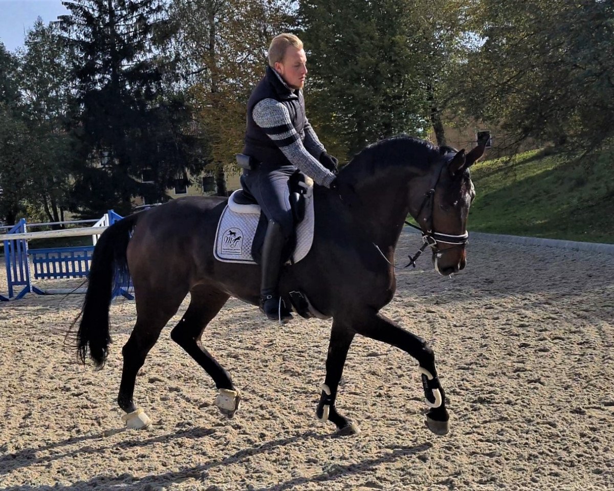 horse Havanna MS (Württemberger, 2012, from Hotline)