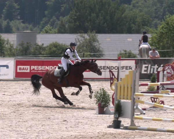 Springturnier Seewalchen 2025