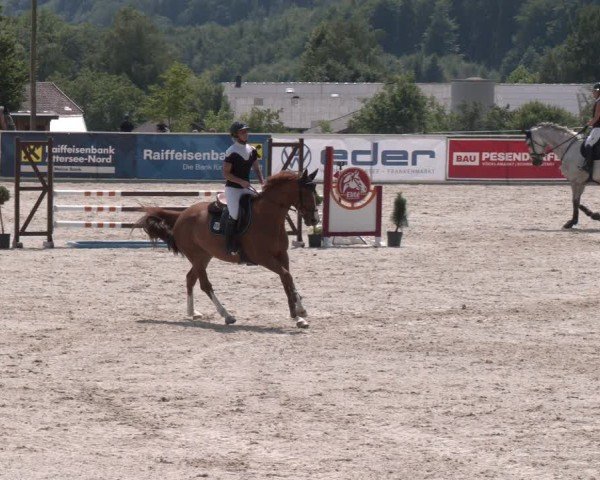 Springturnier Seewalchen 2025