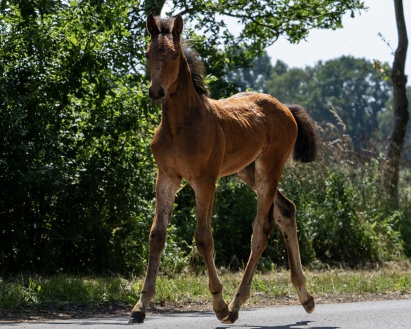 foal by Vulkan EH (Holsteiner, 2025, from Vatson Sitte)