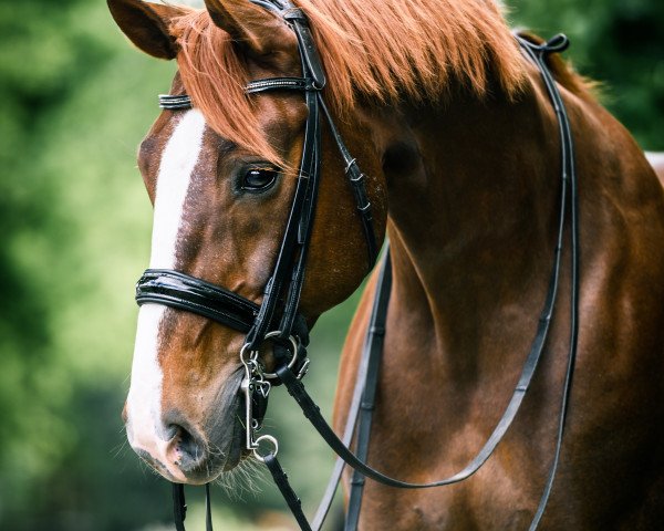 dressage horse Saigon (Westphalian, 2008, from Swarovski)