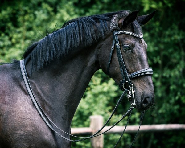 dressage horse Seine Toska (Oldenburg, 2012, from Sir Donnerhall I)