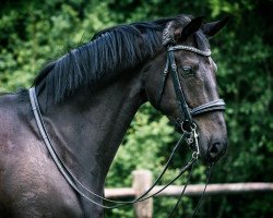 dressage horse Seine Toska (Oldenburg, 2012, from Sir Donnerhall I)