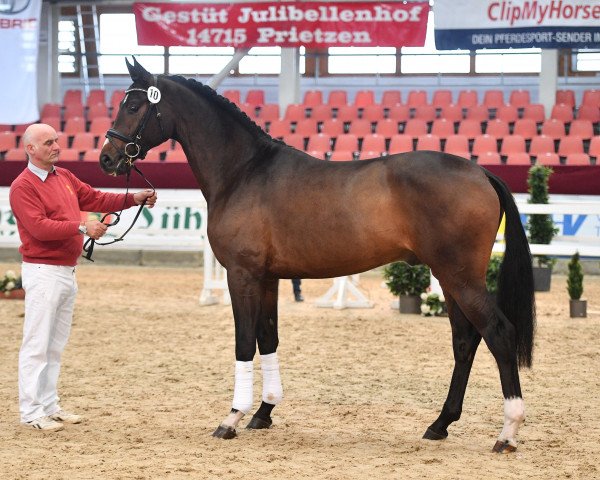stallion De Santino (German Sport Horse, 2018, from Decurio 3) stallion De Santino (German Sport Horse, 2018, from Decurio 3)