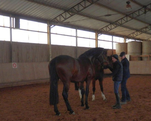 horse Sandokan (German Sport Horse, 2011, from Sir Hayfield)