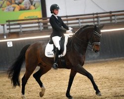 dressage horse Daily News 12 (Oldenburg, 2012, from Daily Deal)