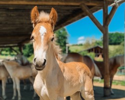 Fohlen Mary-Ann von Oberstöcken (Haflinger, 2025)