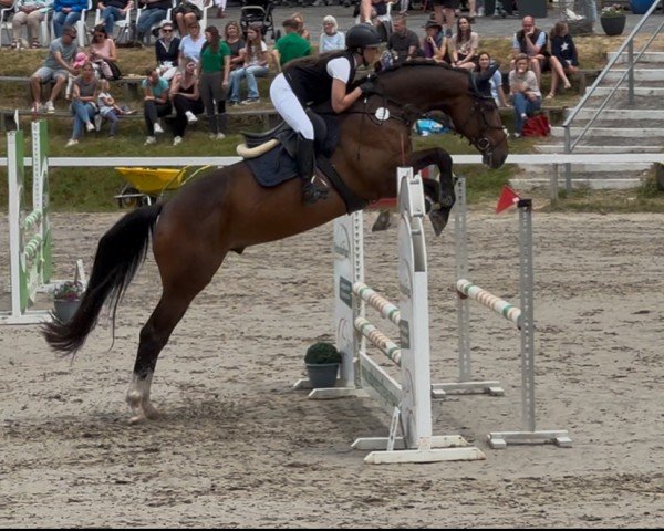 jumper Baloutaire's Bruno RS (Oldenburg show jumper, 2020, from Baloutaire PS)