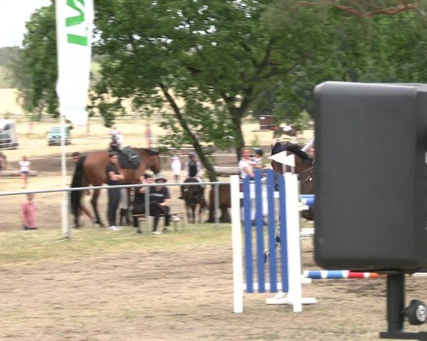 Reitturnier Niederwerbig 2025