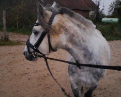 Dressurpferd Haylie (Welsh Pony (Sek.B), 2014)