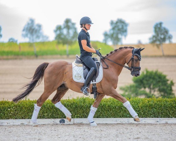 stallion Churchill E WE (German Riding Pony, 2009, from FS Chicago)