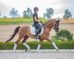 stallion Churchill E WE (German Riding Pony, 2009, from FS Chicago)